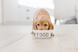 犬にとって必要な栄養素