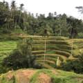 Tegalalang Rice Terrace